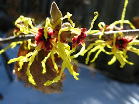 arnold promise witch hazel bloom hamamelis x intermedia by Paul Jung Gardening Services Toronto