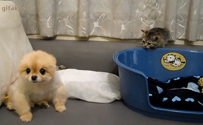tong-hop-nhung-buc-anh-gif-vui-nhon-phan-13-3 tong-hop-nhung-buc-anh-gif-vui-nhon-phan-13-3