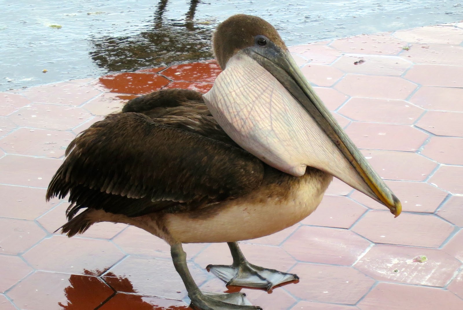 Baders On Tour Galapagos Brown Pelican