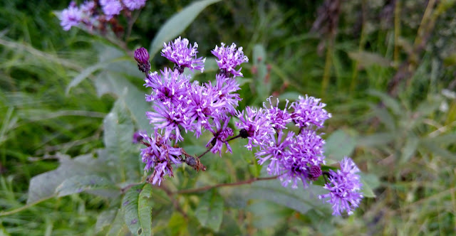 Purple Wild flowers