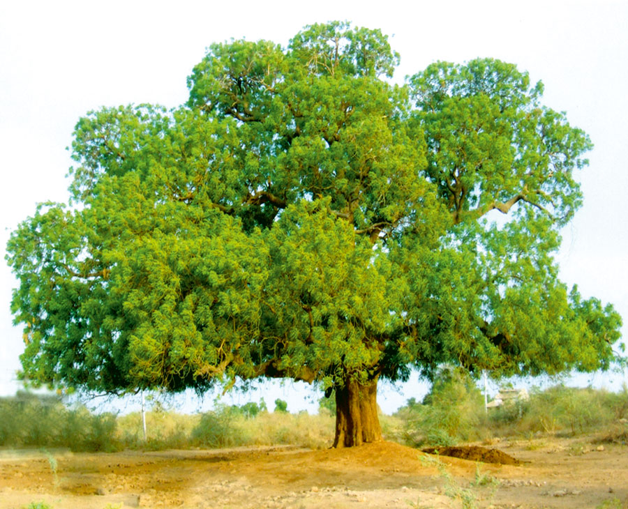 ليبيا زراعة بستنة تنسيق حدائق Agriculture Horticulture