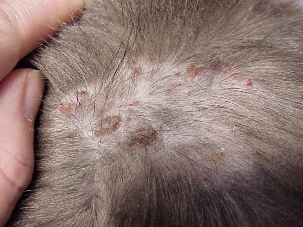 Exclusively Cats Veterinary Hospital Blog Feline Allergies Why is my