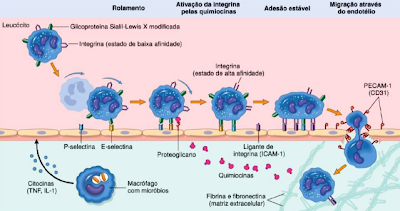Inflamação Aguda e Crônica: Alterações Celulares: 1ª Parte