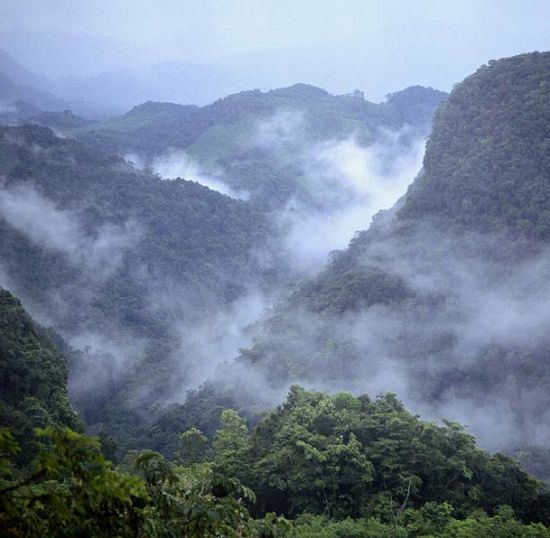 Selva Lacandona CARACTERÍSTICAS DE LA SELVA LACANDONA Selva Lacandona CARACTERÍSTICAS DE LA SELVA LACANDONA