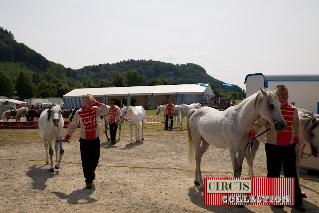 les chevaux du Cirque Knie