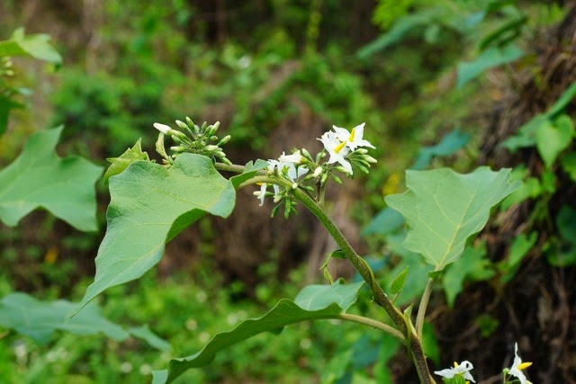 Flora de Puerto Rico Ilustrada Papo Vives: SOLANACEAE SOLANUM TORVUM
