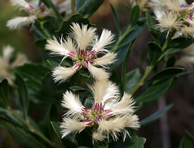 Flores blancas de bácaris (Bacharis halimifolia)