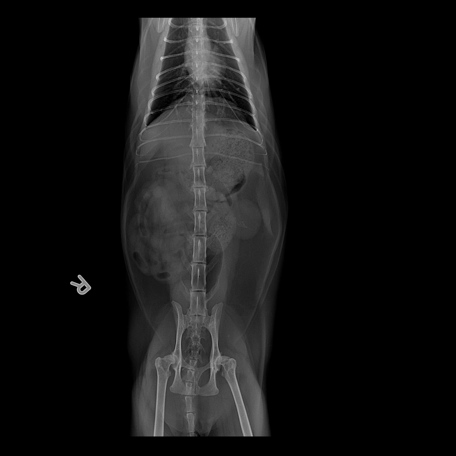 Veterinary, Photography and Travel Stories for vet students and pet