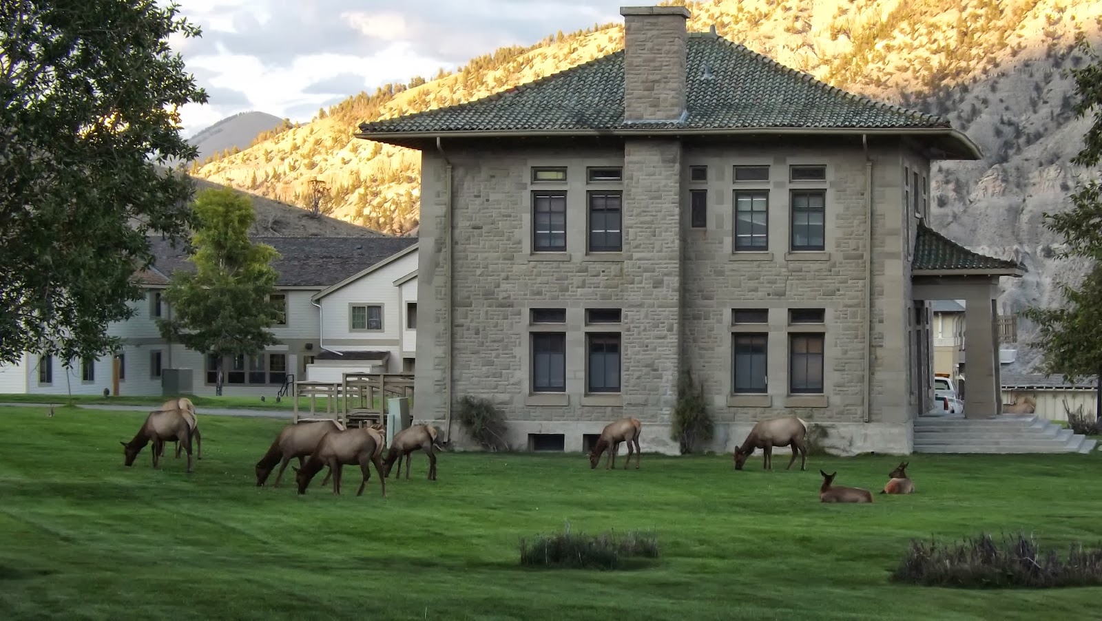 Donnelly Oceantics YELLOWSTONE MAMMOTH