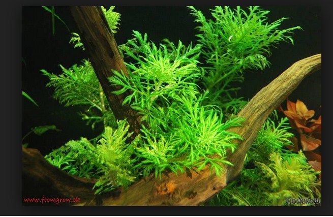 Jenis Tanaman Aquascape Yang Mudah Perawatannya Serta Cepat Tumbuh