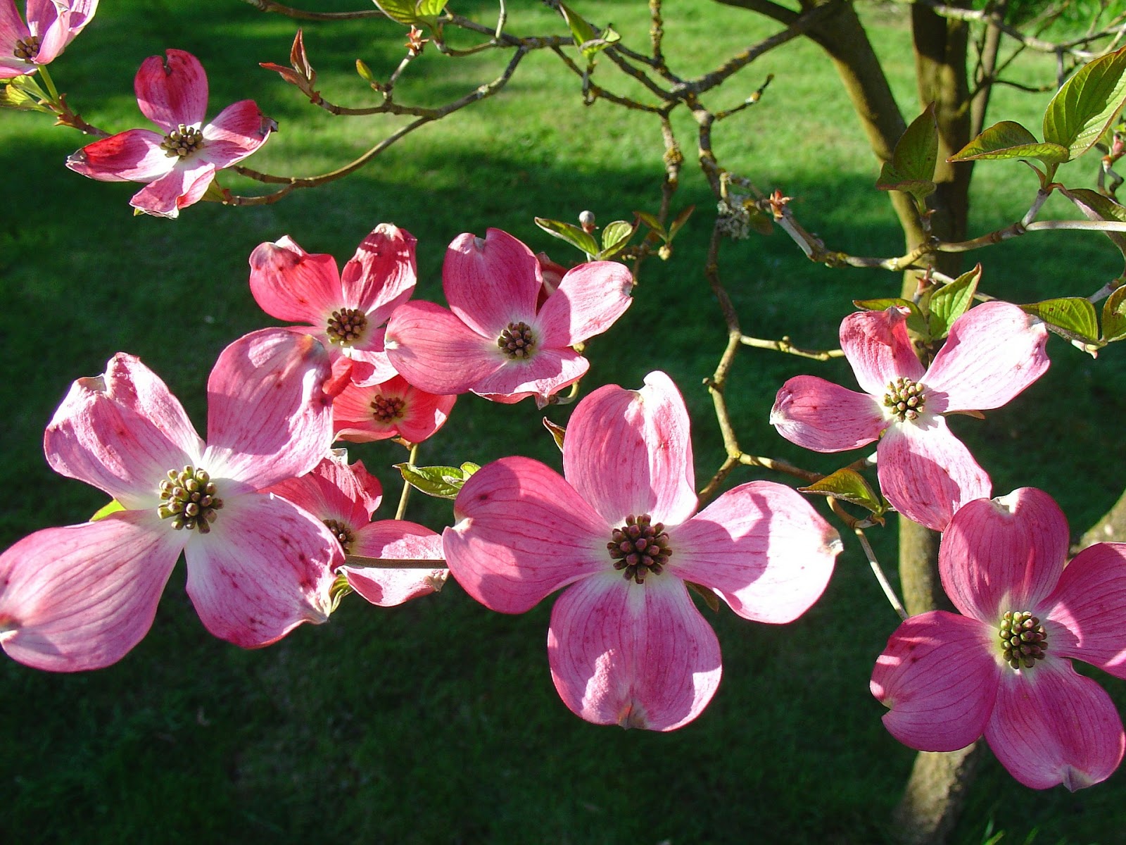 Letters To My Younger Self: D is for Dogwood…