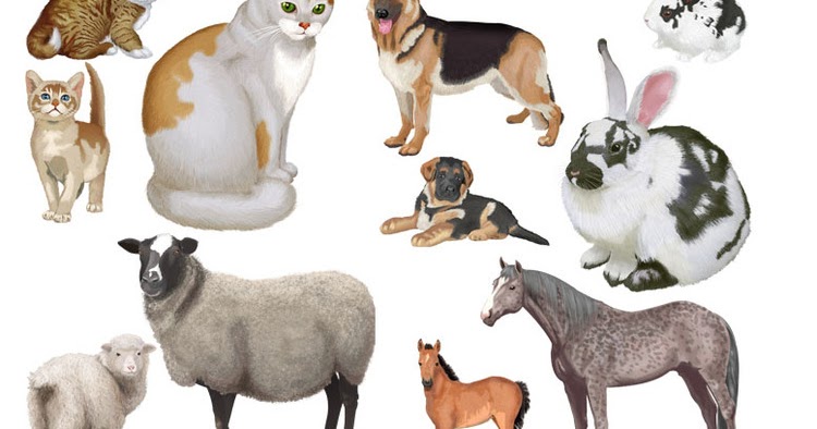 обобщающие понятия дикие животные. домашних животных для детей. домашние и дикие животные для детей. животные для детей обобщающие понятия. обобщающие понятия дикие животные.