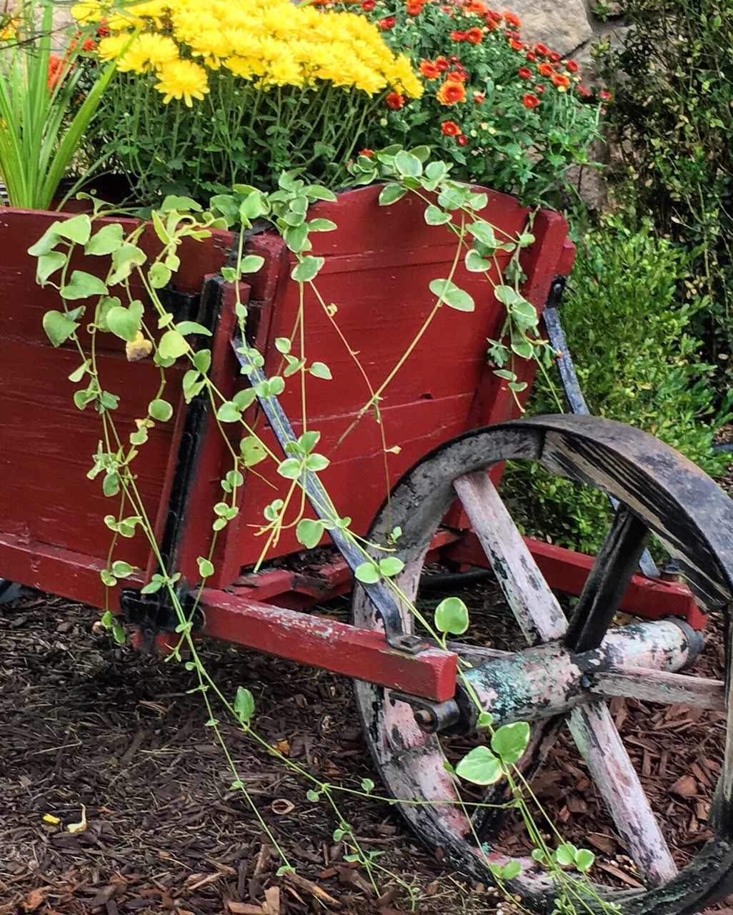 Old Wheelbarrow with Fall Flowers Content in a Cottage