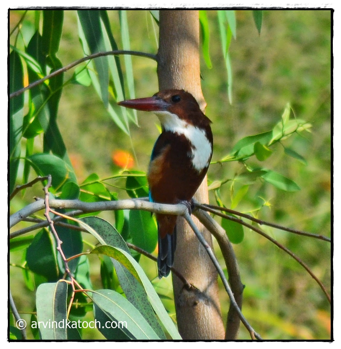 White Throated Kingfisher, Front
