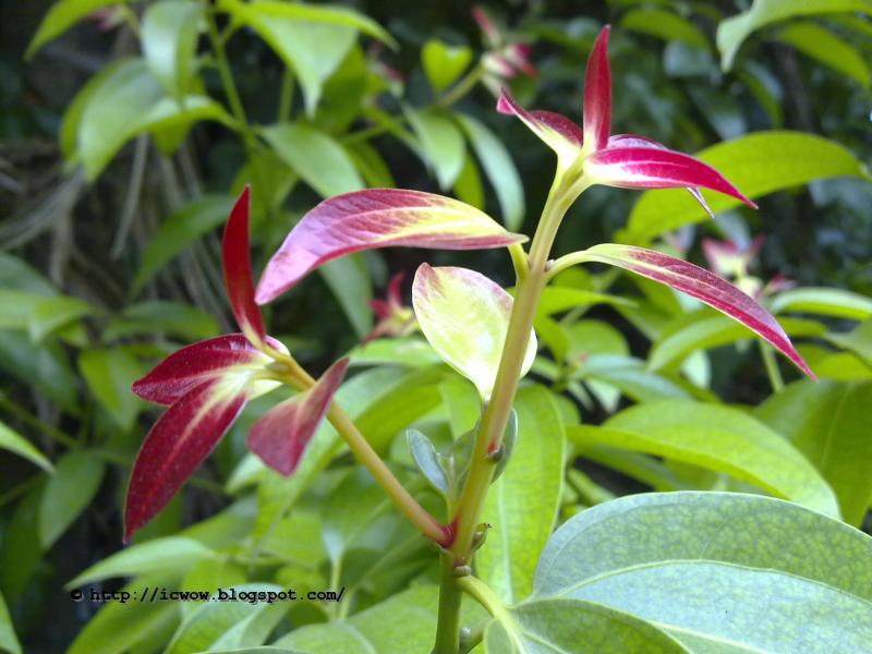 Cinnamon flower Cinnamomum zeylanicum