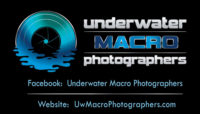 Underwater Macro Photographers (eMag)