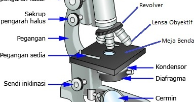 Contoh Gambar Bunga Dan Bagiannya - Contoh Ata
