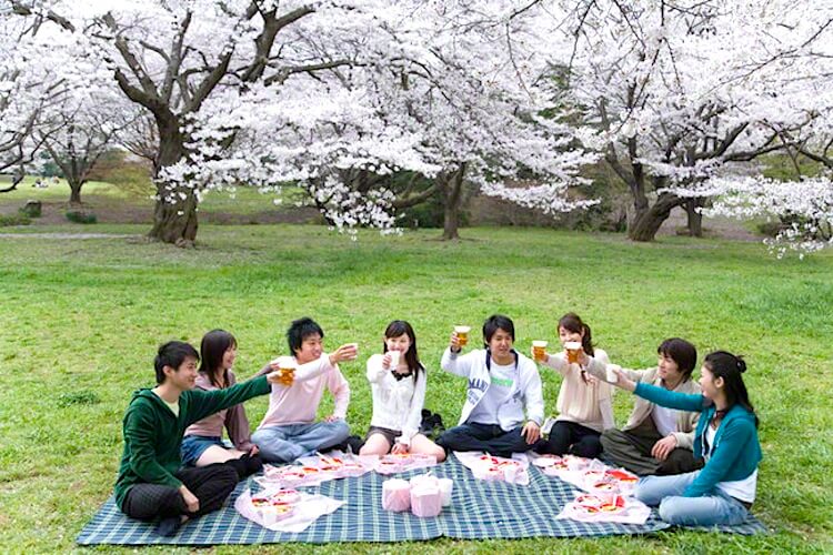 Hanami Hanami