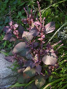 Herbs and Spices 32 - Shiso or Perilla QUICK LINK