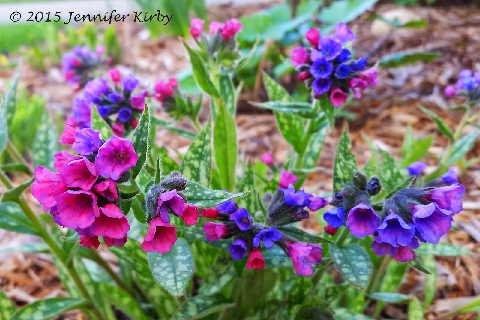 The Minnesota Garden Beautiful Plant, Not so Pretty Name