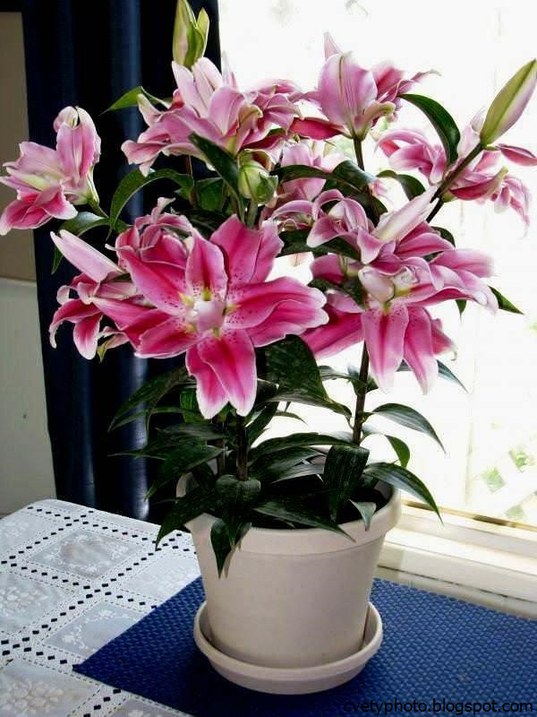 Домашний Цветок Лилия Фото Комнатная