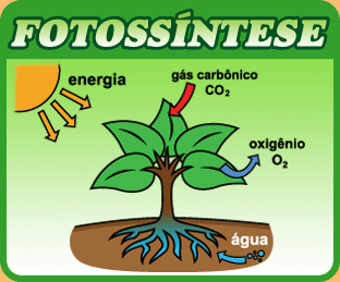 fotossintese - O que é Fotossíntese