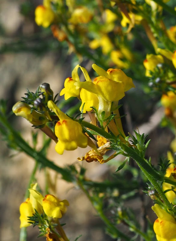 Paseos por la naturaleza Linaria saxatilis