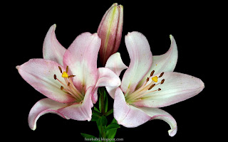 http://fotobabij.blogspot.com/2015/03/lilia-ogrodowa-garden-lily-flower.html