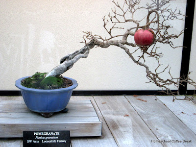Bonsai - A Longwood Gardens PhotoJournal, Part One on Homeschool Coffee Break @ kympossibleblog.blogspot.com
