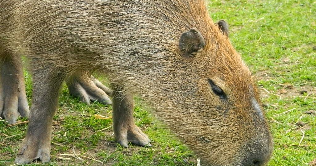 Beautiful Wallpapers for Desktop: Capybara HD Wallpapers