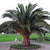 أشجار نخيل الزينة/ 0531486773 /Ornamental palm trees