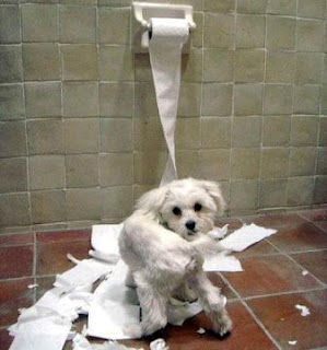 bichon maltes en el servicio perro maltes liado con el papel del servicio