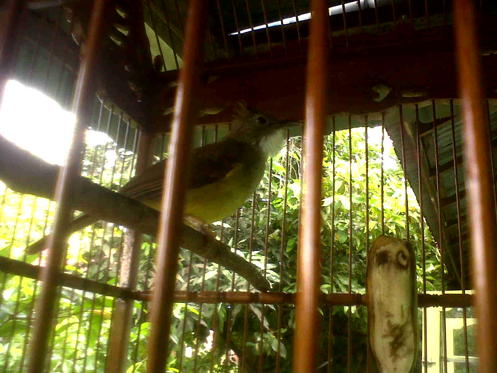 Kicau Mania Sampit Rawatan Cucak Jenggot Jaka Tingkir Ala Mr Riski