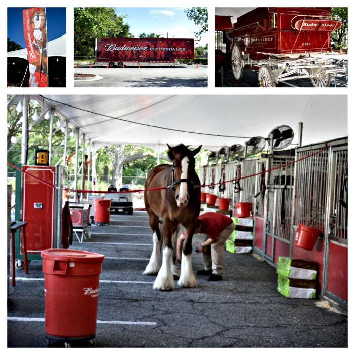 Budweiser Clydesdales Jacksonville
