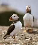 Puffins, Farne Islands