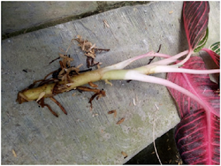 Penyakit pembusukan akar tanaman Aglonema