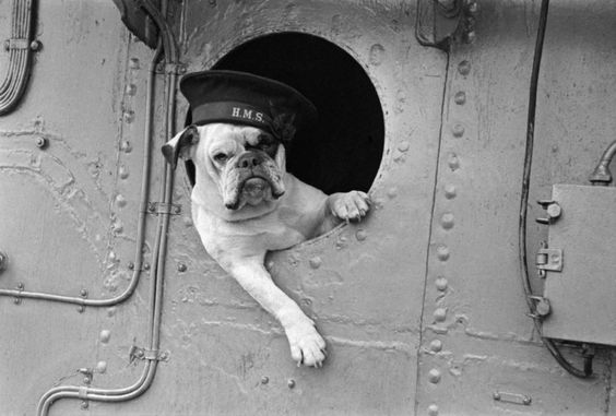 dogs World War II