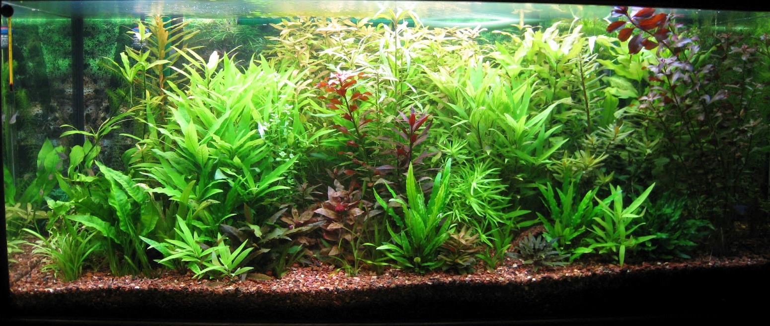 Produits antialguesengrais pour aquarium conditionneur eau pour