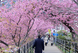 92 Gambar Animasi Gerak Bunga Sakura HD 92 Gambar Animasi Gerak Bunga Sakura HD