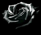 rosa negra black rose