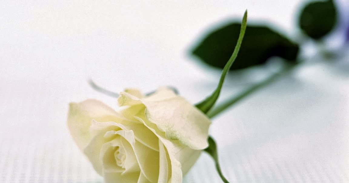 Gambar Setangkai Bunga Mawar Putih : Kumpulan Gambar 