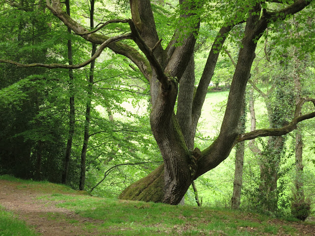 Large and twisted tree coming into leaf with thinner trees behind.