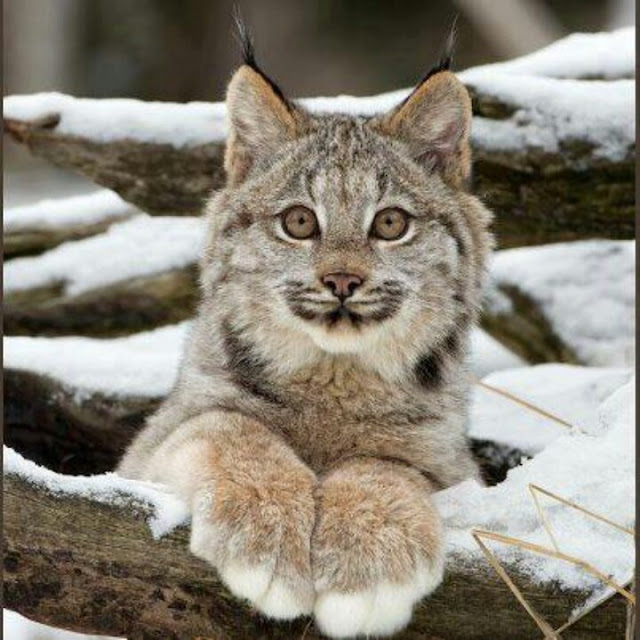White Wolf Canadian Lynx And Their Amazing Big Paws (14 Pics)