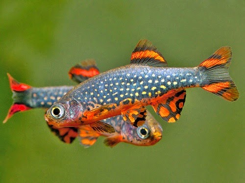 Ikan Galaxy Rasbora - Akuarium Ikan Hias