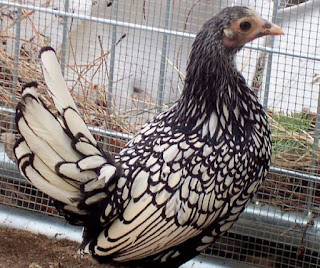 Galeri Foto Ayam Batik Itali Terbaru 11 Galeri Foto Ayam Batik Itali Terbaru Jual Ayam Hias Ayam Batik Itali Anakan