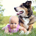 Πώς οι σκύλοι βοηθούν τα μωρά...