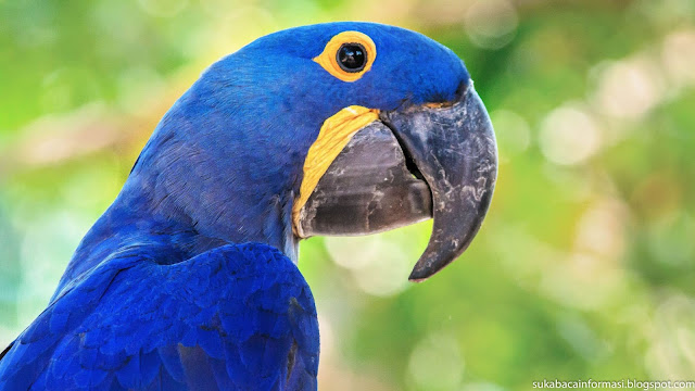 burung beo biru gambar burung beo biru