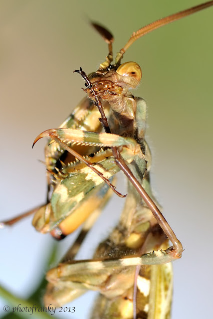 Mendica_DSC1666.jpg