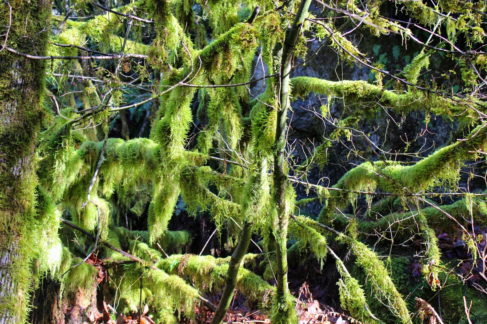 charcoal & ash: January 2015