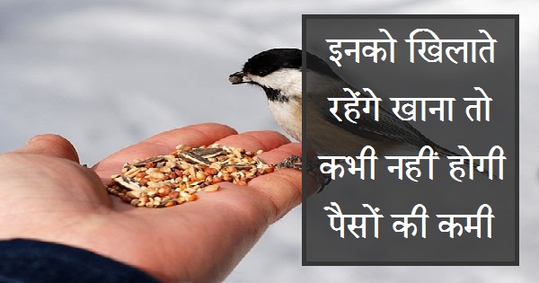 इनको खिलाते रहेंगे खाना तो कभी नहीं होगी पैसों की कमी